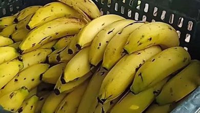 पटना में नवरात्र के दौरान केले की मांग बढ़ी, जानें कैसे करें अच्छे और सुरक्षित केले की पहचान