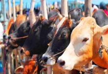 गांव में शुरू करें दूध का कारोबार, बिहार की 2 सरकारी योजनाओं में मिलेगी सब्सिडी और मुफ्त ट्रेनिंग