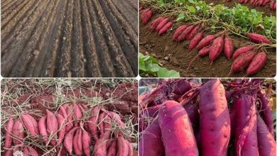 दुर्गा पूजा में शकरकंद की बढ़ी मांग से चमकी किसानों की किस्मत, कोलकाता से बांग्लादेश तक पहुंच रहा जायका