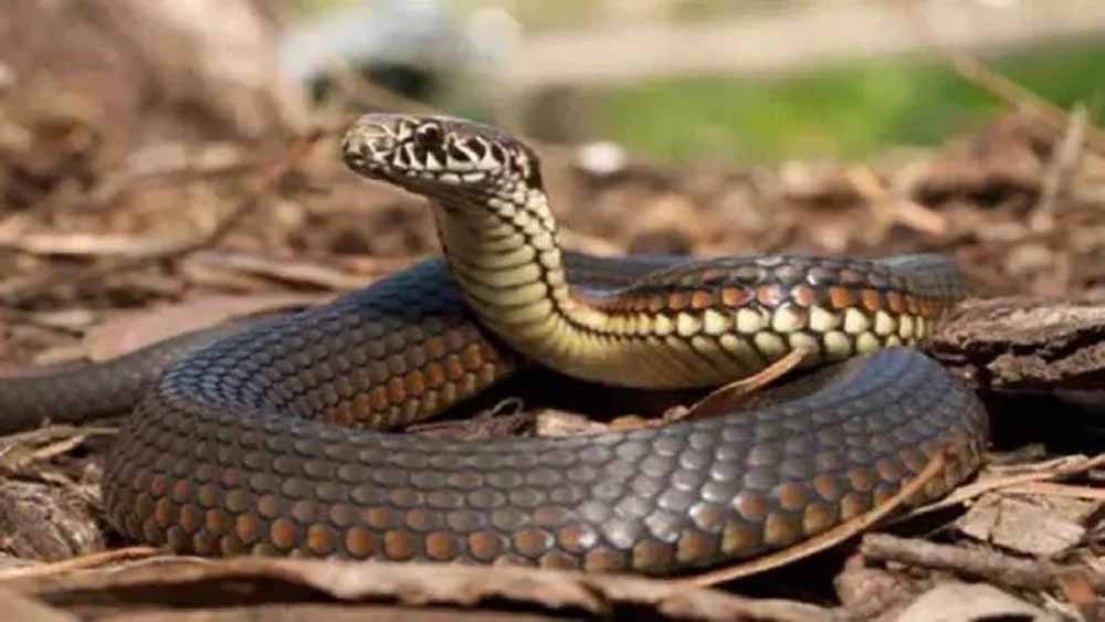 बाढ़ के बाद लखनऊ के घरों में नागों का डेरा, कोबरा और रसल वाइपर समेत 110 सांप मिले बाढ़ के बाद लखनऊ के घरों में नागों का डेरा, कोबरा और रसल वाइपर समेत 110 सांप मिले