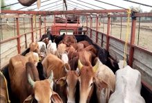 CG में गौ हत्या के मामलों पर वकीलों का बड़ा फैसला, आरोपियों की पैरवी से किया इनकार