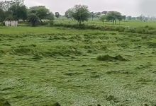 बस्तर में मौसम की मार का खतरा, खेतों में पड़ी फसल बचाने में जुटे किसान