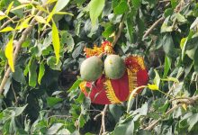 बस्तर दशहरा में अनूठी परंपरा, बेल फल देकर देवी को आमंत्रण