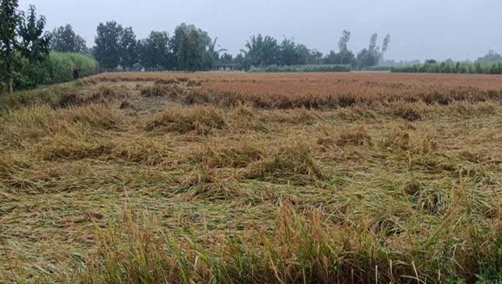 बाढ़ से तबाह हुई फसल, छत्तीसगढ़ के किसानों ने 21 क्विंटल प्रति एकड़ मुआवजे की उठाई मांग बाढ़ से तबाह हुई फसल, छत्तीसगढ़ के किसानों ने 21 क्विंटल प्रति एकड़ मुआवजे की उठाई मांग