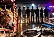 CG: गाय का कटा सिर मिलने से हड़कंप, आरोपी की दुकान पर प्रशासन की कार्रवाई