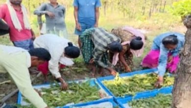 तसर पालन से बढ़ेंगे ग्रामीणों की आमदनी के अवसर
