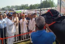 हरियाणा का 15 करोड़ का ‘विधायक’ बना चर्चा का विषय, खुराक में खाता है काजू-बादाम
