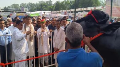 हरियाणा का 15 करोड़ का ‘विधायक’ बना चर्चा का विषय, खुराक में खाता है काजू-बादाम