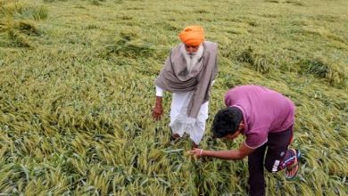 हरियाणा में बारिश से बदला मौसम, खेतों में जलभराव से किसान परेशान