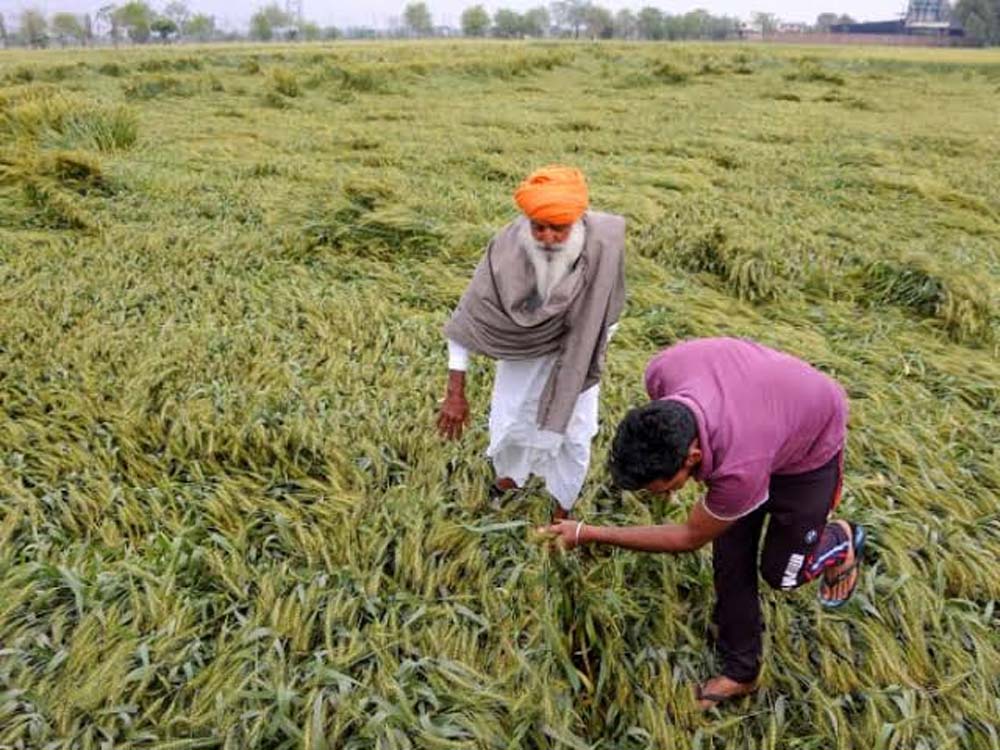 हरियाणा में बारिश से बदला मौसम, खेतों में जलभराव से किसान परेशान हरियाणा में बारिश से बदला मौसम, खेतों में जलभराव से किसान परेशान