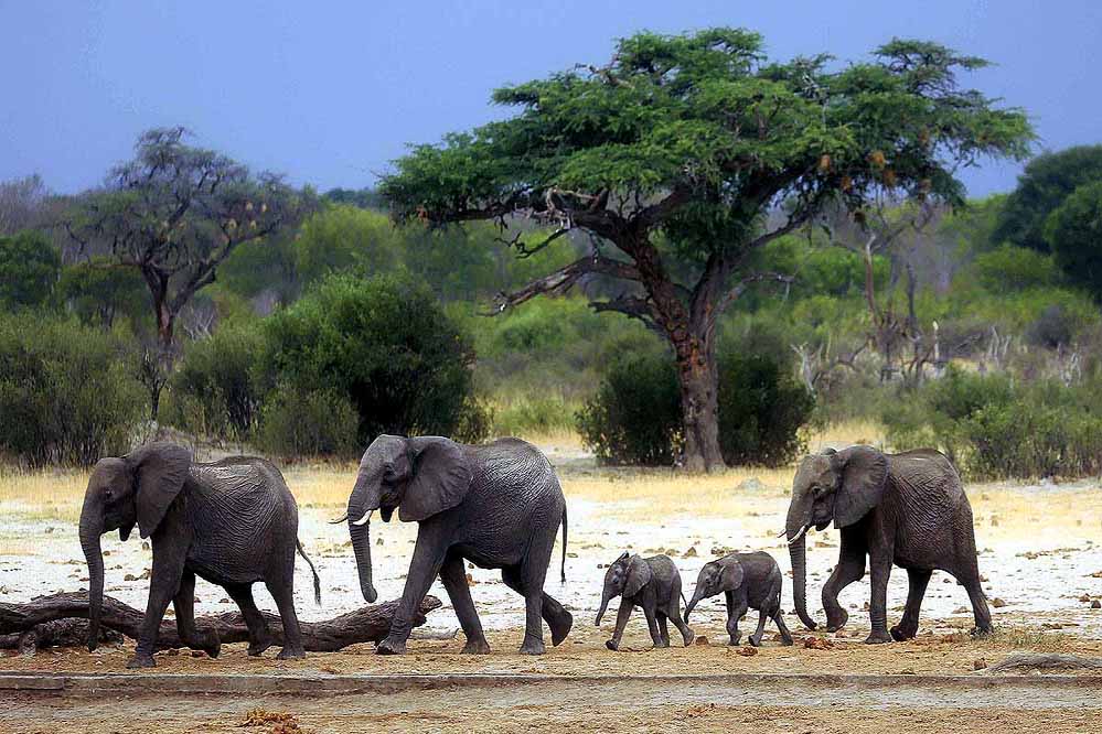 MP में वन्यजीवों की आवाजाही बढ़ी, लांजी बना अहम कॉरिडोर; हाथी-बाघ के लिए सुरक्षित रास्ता
