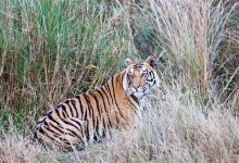 वन्यजीवों को घने जंगल, पर्याप्त पानी और भोजन करते हैं आकर्षित