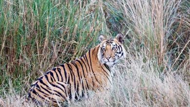 वन्यजीवों को घने जंगल, पर्याप्त पानी और भोजन करते हैं आकर्षित