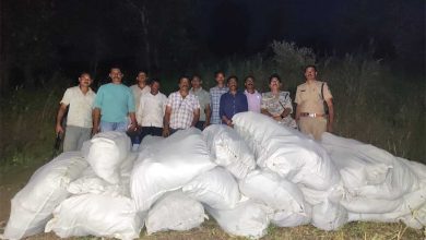 नीमच एवं धार में आठ खेतों में अवैध गांजे की खेती का पर्दाफाश, 34 क्विंटल से अधिक गांजे के हरे पौधे जब्त अनुमानित कीमत 5 करोड़ 89 लाख रुपए
