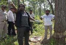 उदंती में 3500 पेड़ों पर संकट, उन्हें बचाने बेंगलुरु से आए ट्री डॉक्टर ने लगाया मरहम
